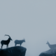 wild animals silhouette filtered through the fog at the bottom of the mountain